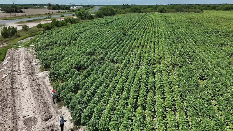 Productores de Matamoros, Río Bravo y Valle Hermoso concentran la siembra de okra para el mercado estadounidense